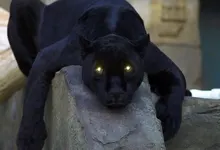 animals panthers black panther 1920x1080 wallpaper Art HD Wallpaper